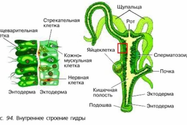 Ссылка на кракена для тора