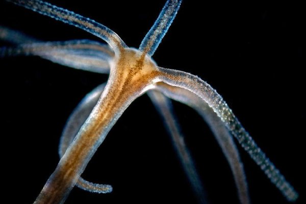 Kraken 12at